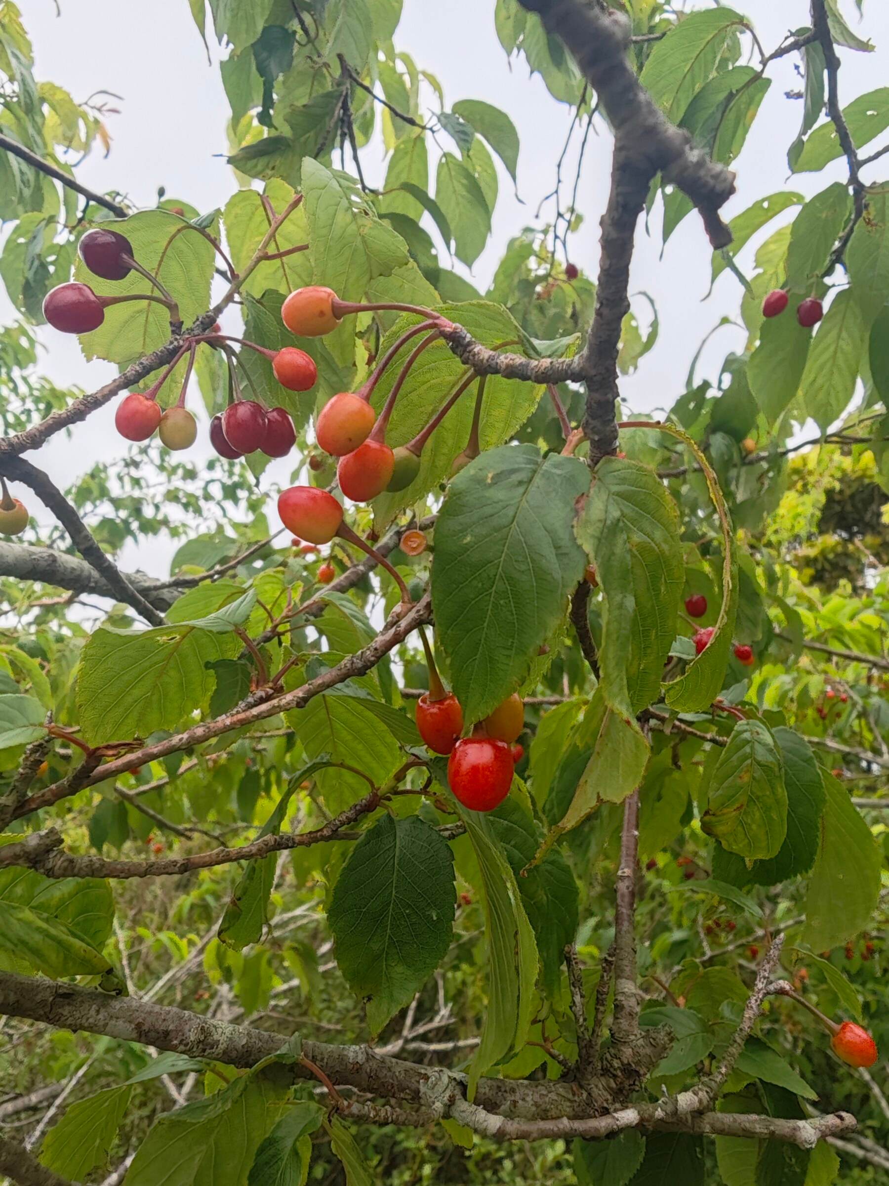 Flowers on Tai Mo Shan