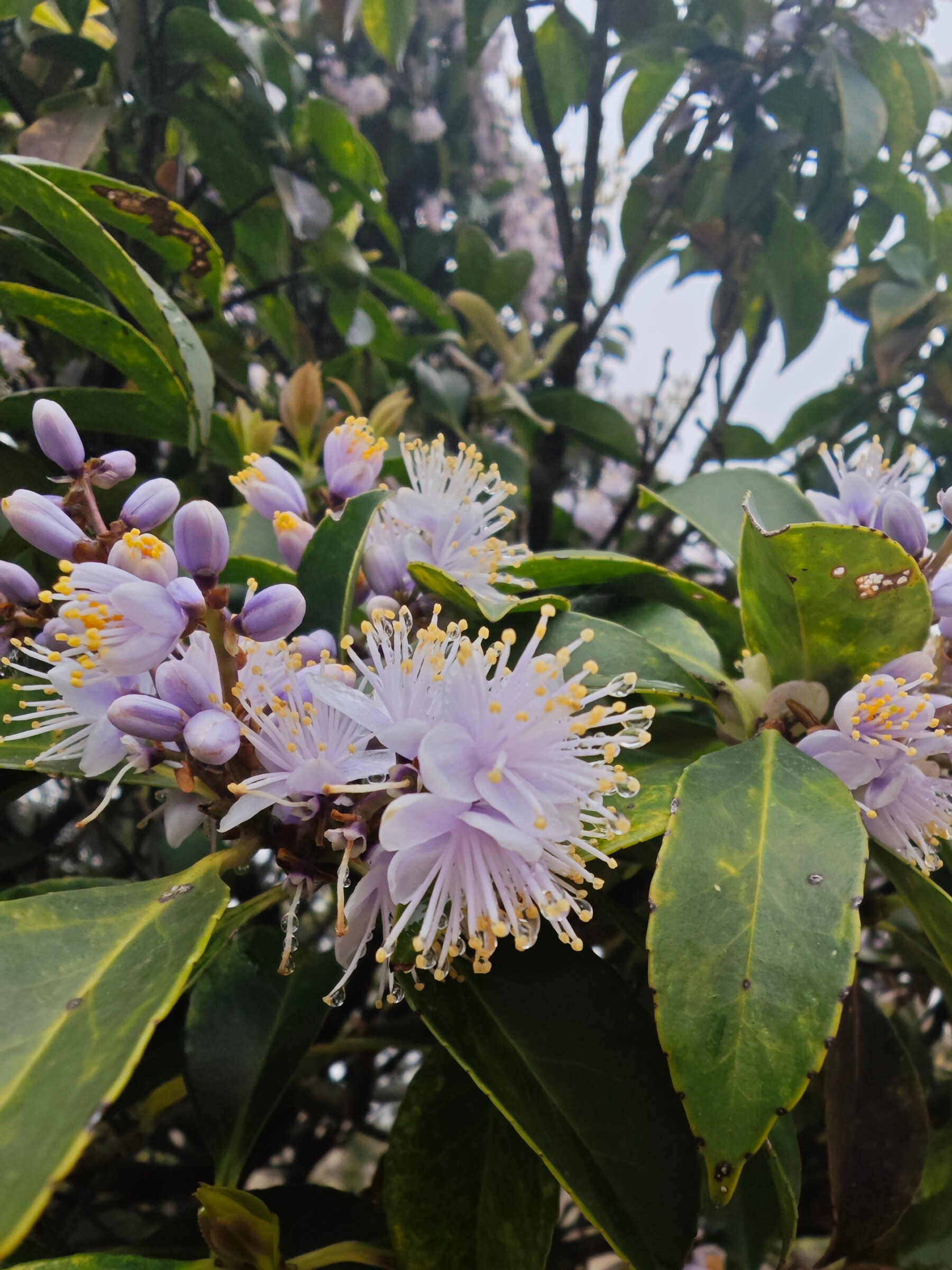 Fruit on Tai Mo Shan
