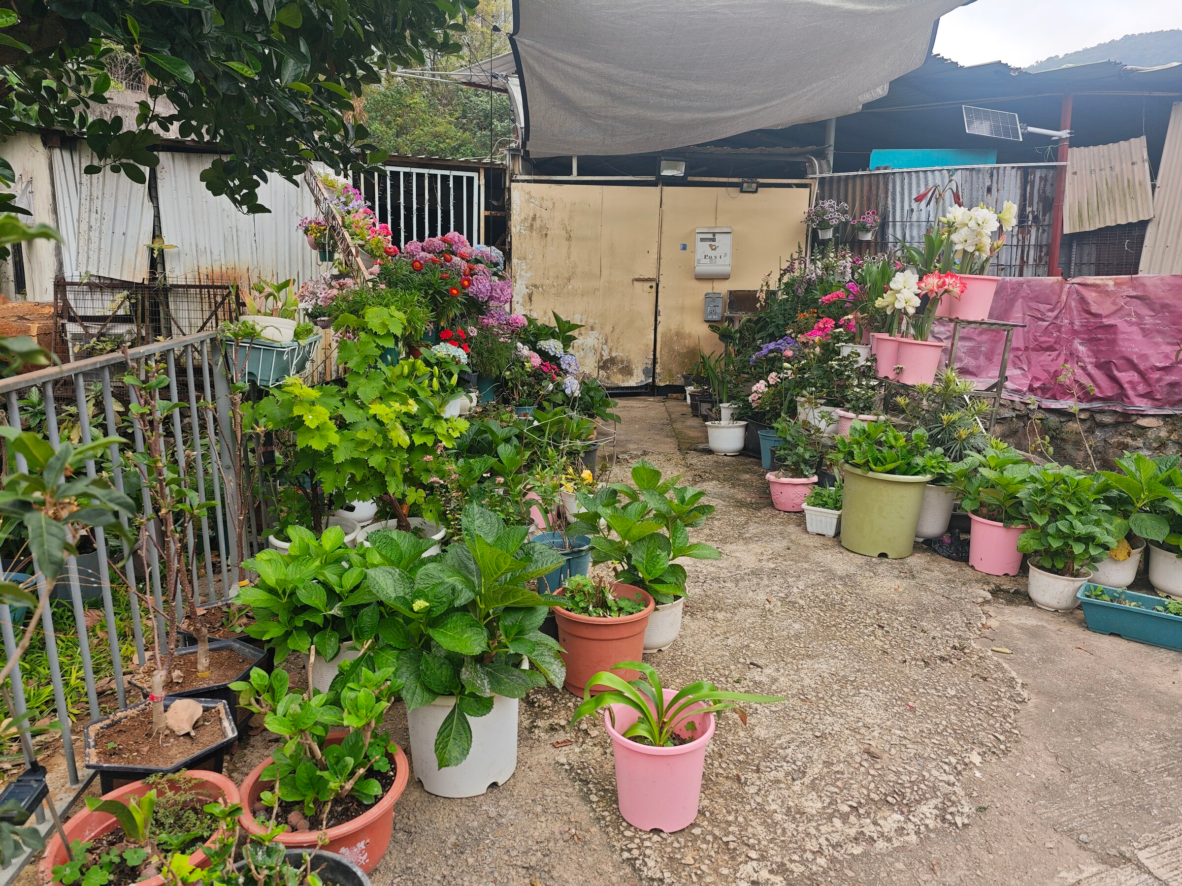 A small garden on the way from Tai Mo Shan to the MTR station