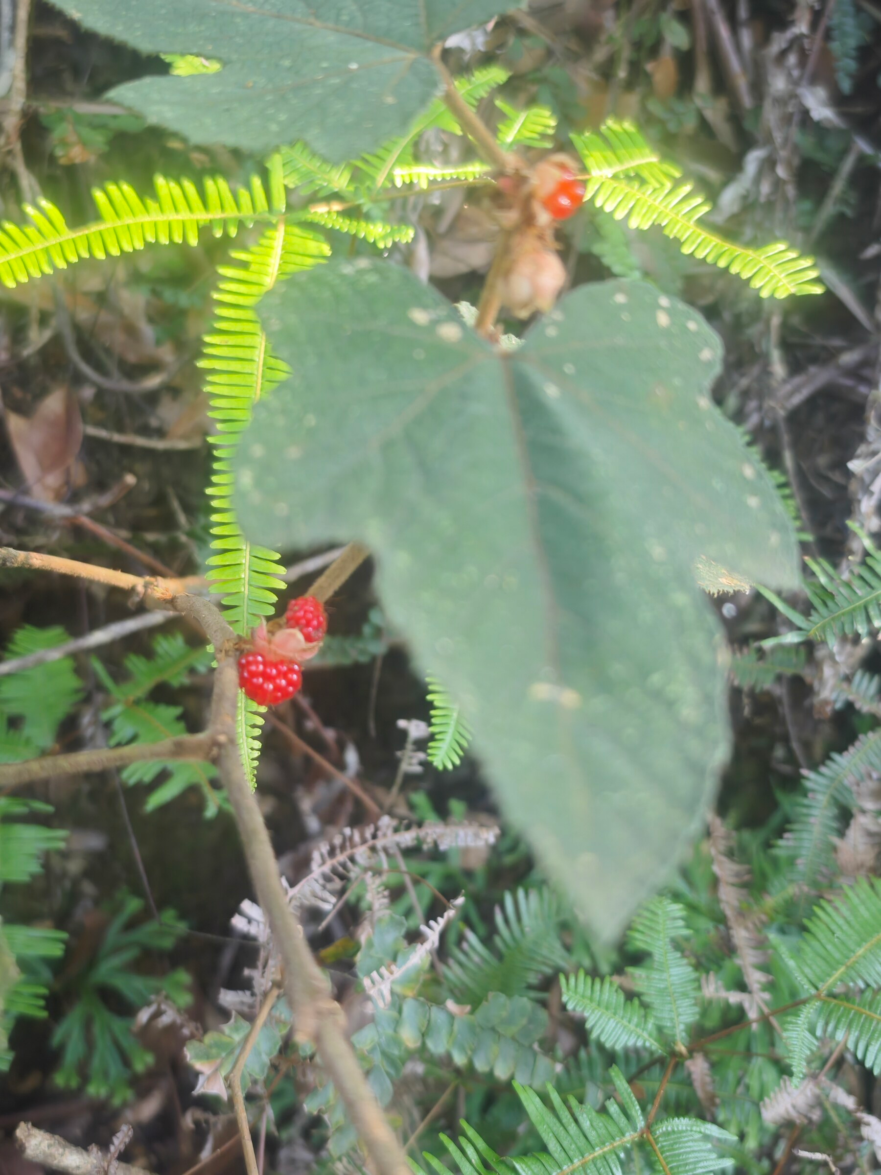 Rubus berries at Tai Po Kau