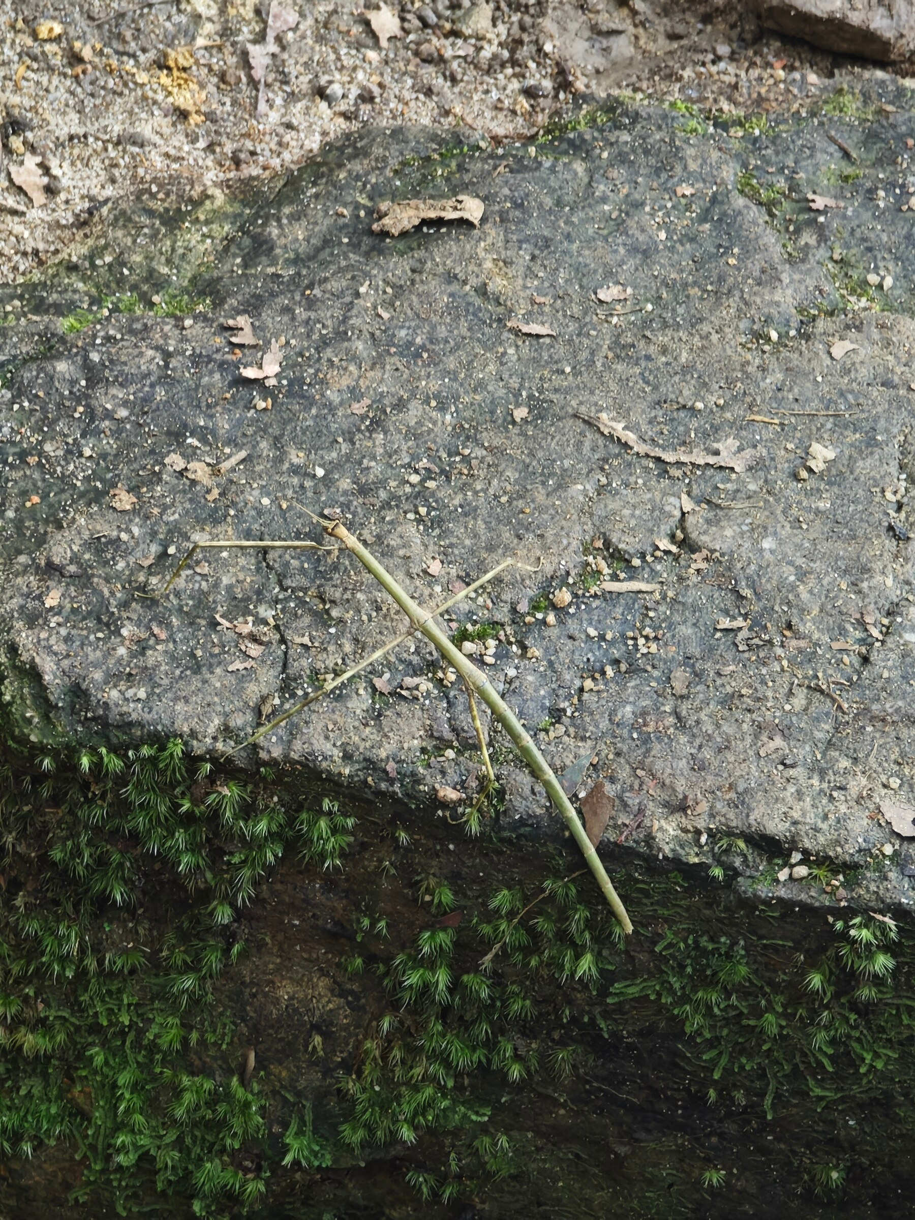 A stick insect at Tai Po Kau